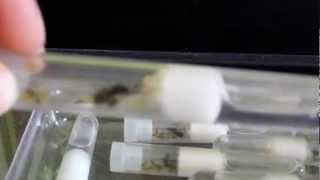Elevage de fourmis dans un tube à essai