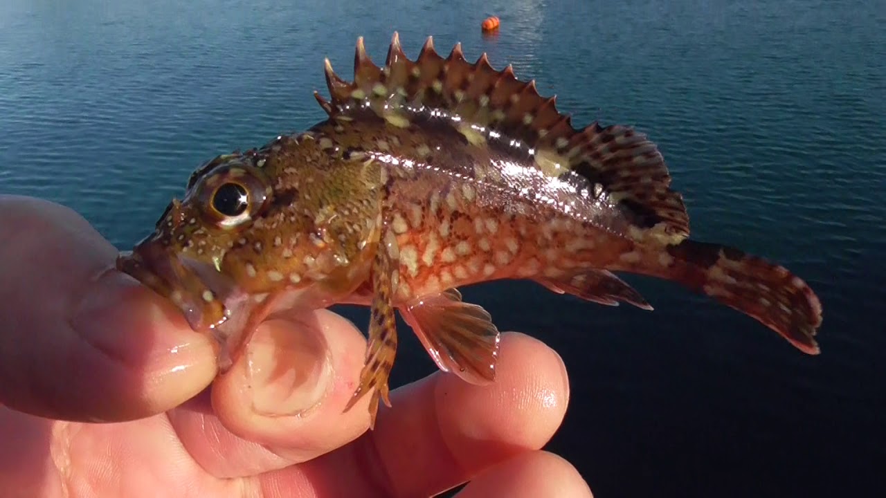 ガシラ カサゴ の稚魚も放流しているので 小さなものを釣ったら 海へ戻してあげてましょう Youtube