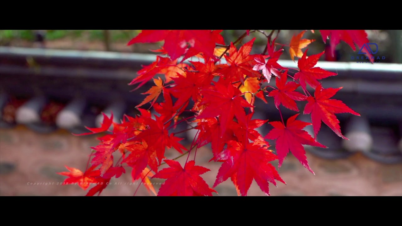 Beautiful autumn landscape in South Korea / 고창 선운사 단풍(도솔계곡) - YouTube