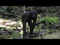 Feeding Behaviors in the River by Wild Bonobos.