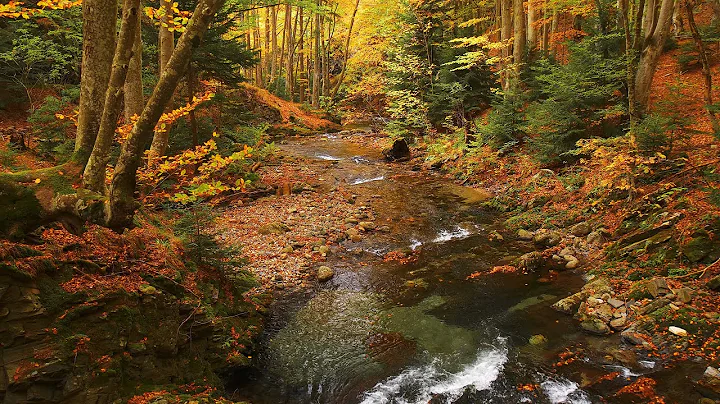 Autumn Stream - Peaceful Forest River in Fall Foliage - Relaxing Water Sounds & Autumn Ambiance thumbnail