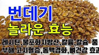 [번데기 효능] 