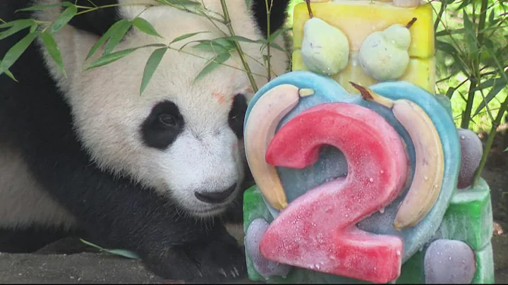 Giant Panda celebrates his second birthday at the National Zoo - DayDayNews