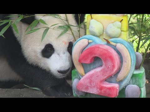 Video: Pet Scoop: Hugging Bulls Pit Perlu Rumah, Taipei Panda Merayakan Ulang Tahun Pertama