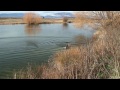 AquaCraft Mini Alligator Tours Airboat - Tekapo