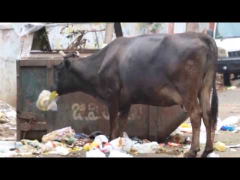 Cow eating Plastic Cow eating Plastic