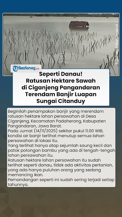 Seperti Danau! Ratusan Hektare Sawah di Ciganjeng Pangandaran Terendam Banjir Luapan Sungai Citanduy