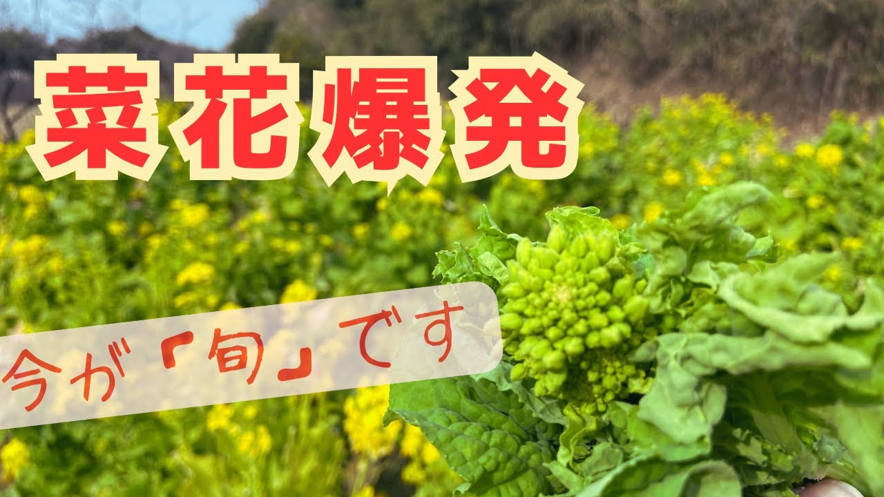 「菜花」収穫の仕方、食べ方【家庭菜園】