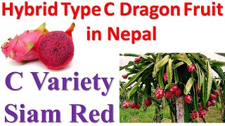 Hybrid C Variety Dragon Fruit planted in Nepal || नेपालमा हाईब्रिड ड्रागन फलको शुरुवात #ParadiseAgro