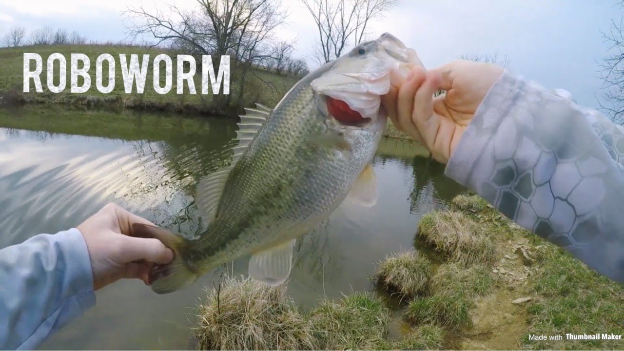 bass fishing at night Catching FAT Pre-spawn Bass Shallow