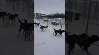 Husky dogs getting ready for action