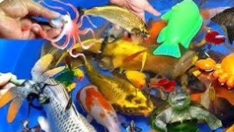 Các Con Vật Dể Thương, Cua rùa, Cá Koi, Cá Trê, Gà, Vịt Dể Thương, Cá Vàng, Cá Sấu, Vịt Con