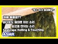 [ASMR] 들어봤나요? 바다포도 밀대로 미는소리와 바다포도 만지는 소리