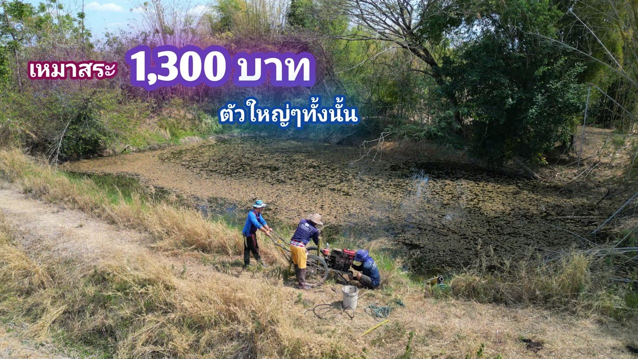 เหมาสระ 1,300 บาท รกจัด ดงสัตว์ใหญ่ สระนี้พึ่งเคยสูบครั้งเเรก / บ้านนอก EP.1,000