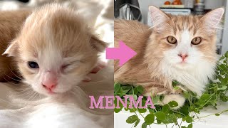 めんまの成長-Menma's growth by  もっちニャンZoo 407 views 1 year ago 10 minutes, 8 seconds