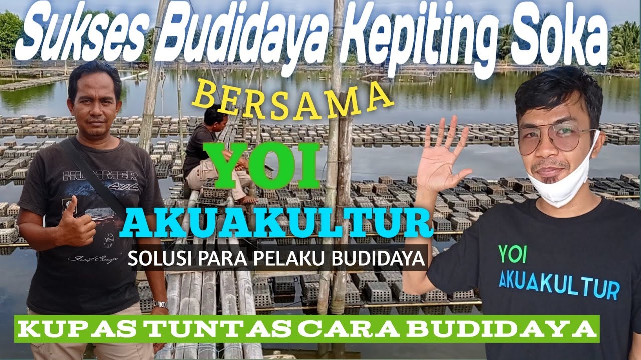 Sukses Budidaya Kepiting Soka Bersama YOI AKUAKULTUR