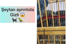 Pamuk Un Kafesinden Çıkıp Mavişi Bir Gün Yiyeceğini Hayal Edişi Cat Wanting To Eat Bird