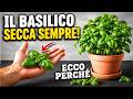ECCO PERCHè IL TUO BASILICO SECCA SEMPRE. 3 regole semplici efficaci e geniali per salvarlo anche tu
