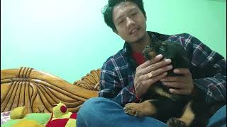 2500Km 🤗🥳 Ambala to  Arunachal Pradesh successfully Delivered the Puppy by Doggyz World 2,409 views 1 month ago 59 seconds