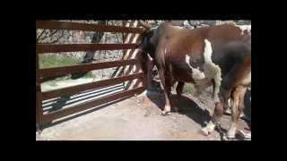RANCHO MANICOMIO TORO COMANDANTE