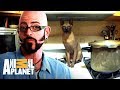 Meu gato sabe acender o fogão! | Meu Gato Endiabrado | Animal Planet Brasil