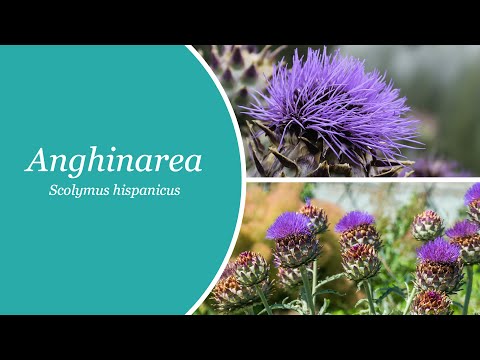 Video: Anghinare, Floare De Legume