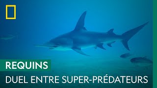 Requin bouledogue vs. requin marteau | SHARK FESTIVAL