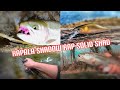 Big rainbow trout caught on rapala shadow rap solid shad