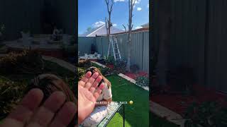 Backyard Sun Bath 😁 Punjabi Couple in Perth Aussie Travel perth #punjabi #vlog #backyard #manja