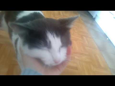 Video: Kako Se Brinuti Za Perzijsku Mačku
