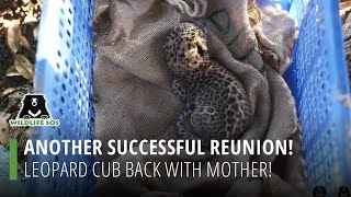 Another Successful Reunion: Leopard Cub Back With Mother!