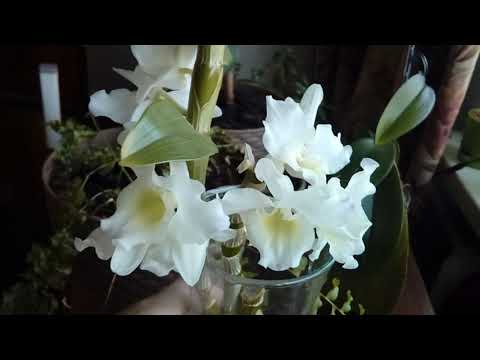Video: Dendrobium Nobile Orchid (50 Bilder): Hjemmepleieregler, Metoder For Formering Av Orkideer. Hva Skal Jeg Gjøre Etter Blomstring? Subtiliteter Av Transplantasjon