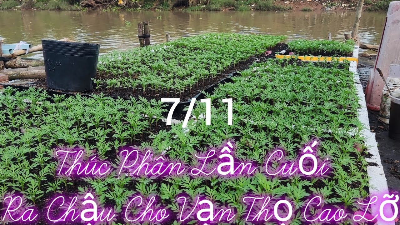 Thúc Phân Cho Cây Con Vạn Thọ Phát Triển Cứng Thân ,Rễ Khỏe, Xanh Lá Và Bung Chèo 
