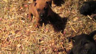 Zeboelichinaman Pups