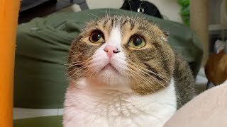 朝から仲良しな親子猫