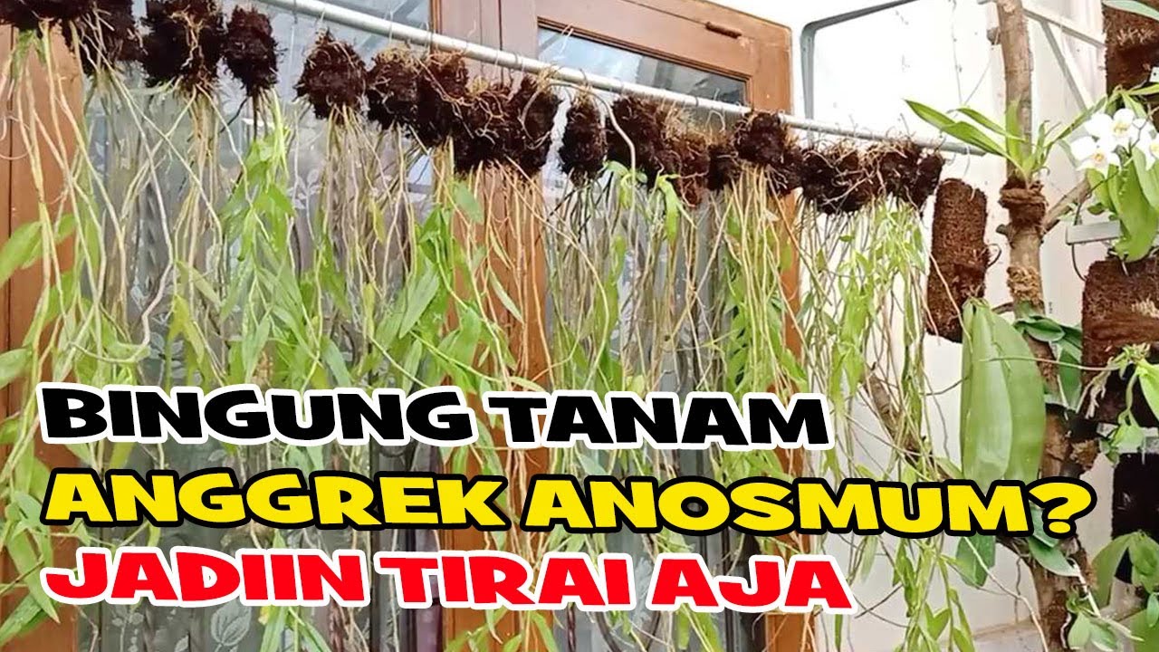 MEMBUAT ANGGREK ANOSMUM SEBAGAI TIRAI RUMAH