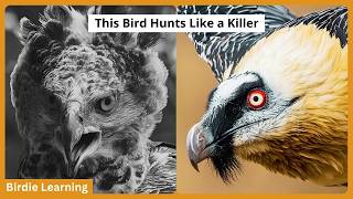 13 Deadliest Birds of Prey & What Makes Them So Powerful