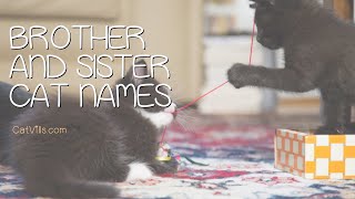 BROTHER AND SISTER CAT NAMES: 167 ADORABLE IDEAS by Catvills 268 views 2 years ago 1 minute, 19 seconds