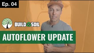 BuildASoil: AUTO FLOWER GROWTH AFTER TWO WEEKS // TOP DRESS AND WATERING (Season 6, Episode 04)