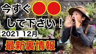 【2021年12月】園芸裏情報解禁します　　　【カーメン君】【園芸】【ガーデニング】【初心者】
