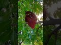 Nature’s Art: Unusual Flower in Bloom