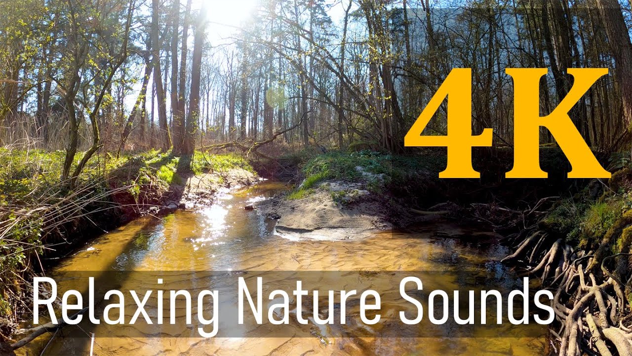 4K Relaxing Nature Sounds Calming Forest Sounds with Singing Birds Meditation and Relaxation