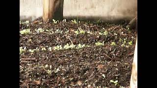 2021 03 27 Kiełkujące rośliny na sadzonki warzyw