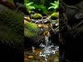 Deadly Ambush: Scorpion vs. Frog Battle by the Waterfall! 🦂⚔️🐸 #NovaStream #animals #action