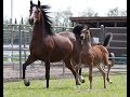 Arabian Horse Center - Cal Poly Pomona