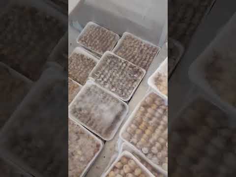 ملوك جميع انواع الطيور المهاجرة الشحيم وأبو صفير والسمان والجمري اللوجعي في مصر حصريا في موسم٢٠٢٥