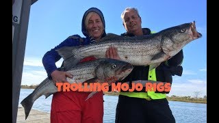 Trolling Striped Bass on MoJo Rigs
