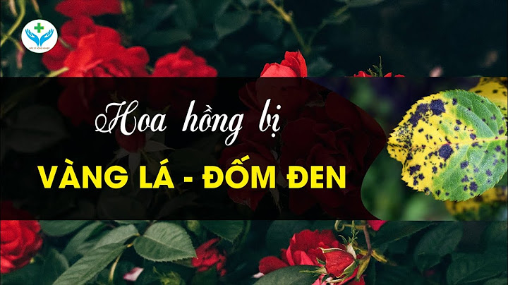 Hoa hồng bị vàng lá là bệnh gì năm 2024