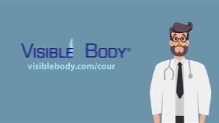 Visible Body Courseware | Interactive 3D Content