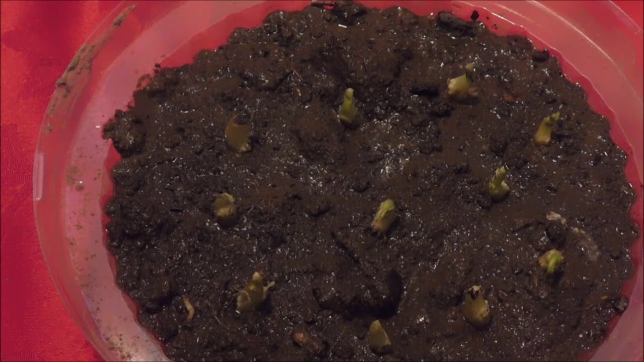 Growing Potatoes From Potato Eyes - Nature's Alchemy.